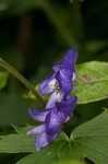 Southern blue monkshood <BR>Monkshood